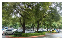 公園化免費停車場